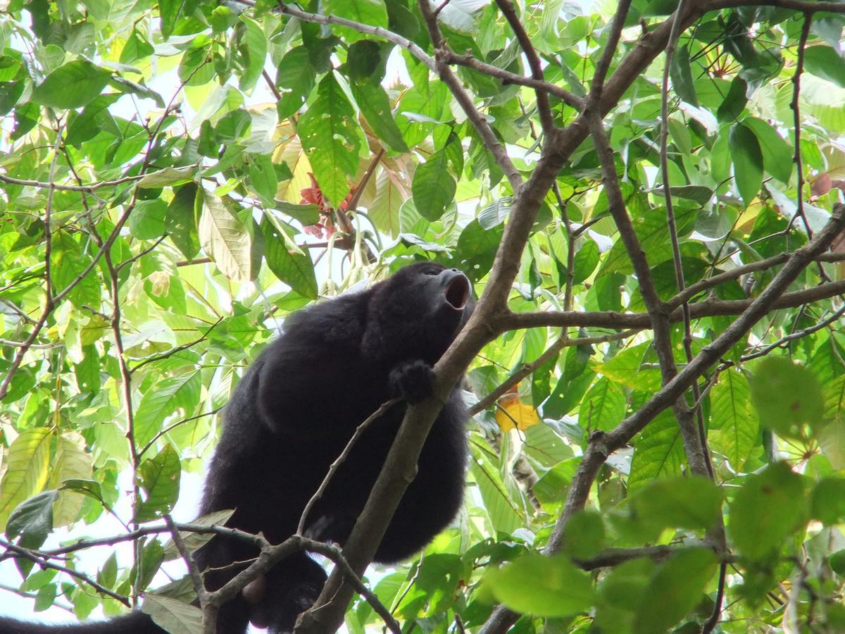 Hickatee Cottages, Belize, Central America Punta Gorda Zewnętrze zdjęcie