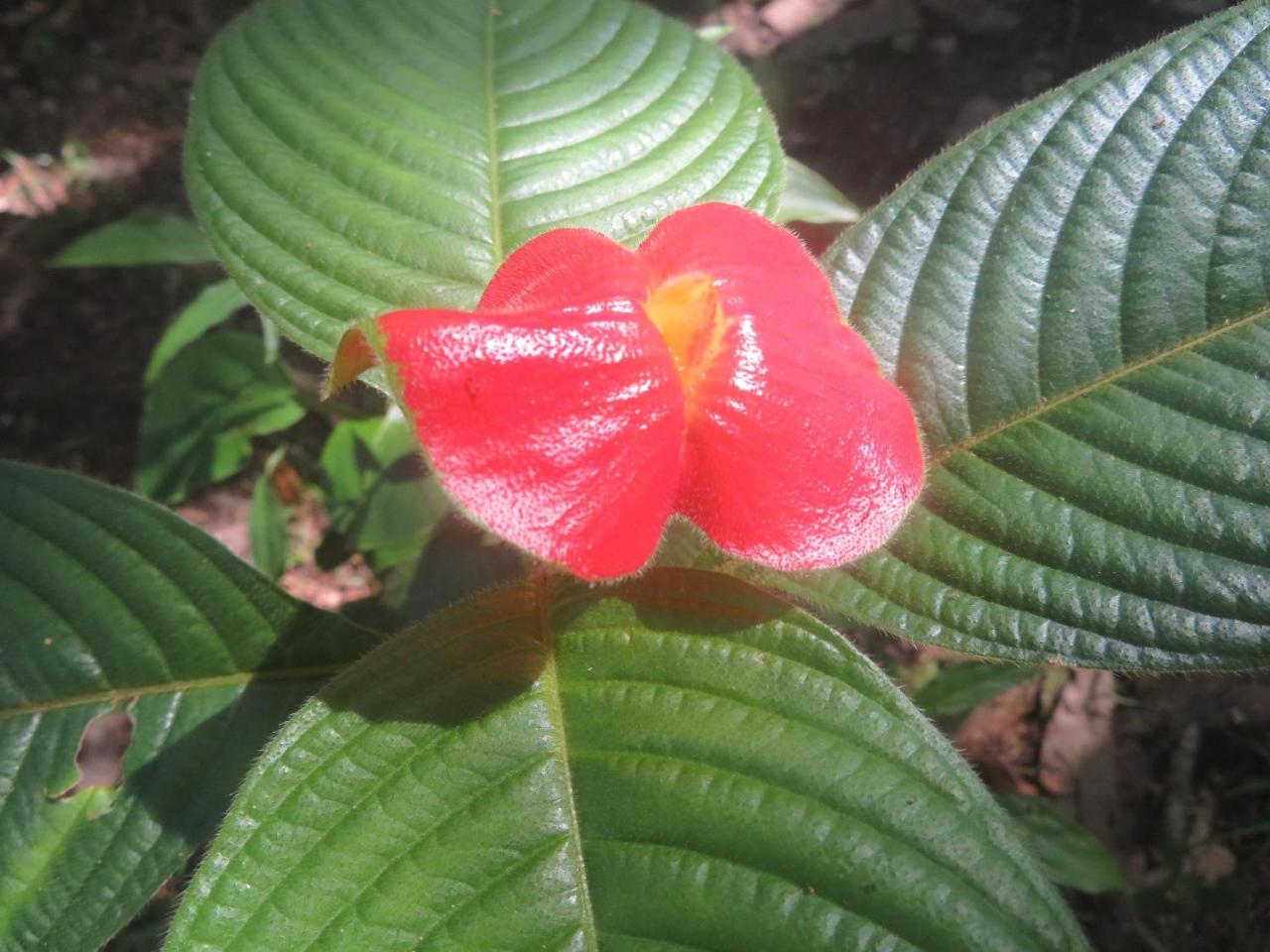 Hickatee Cottages, Belize, Central America Punta Gorda Zewnętrze zdjęcie